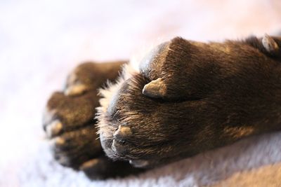 Close-up of cat sleeping