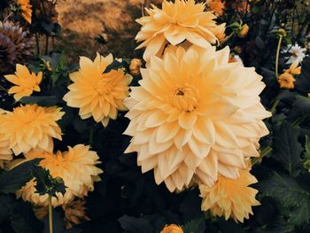 High angle view of yellow flowering plants