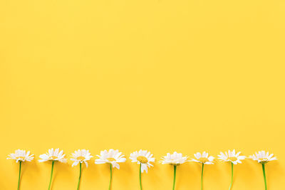 Close-up of white daisy against yellow background