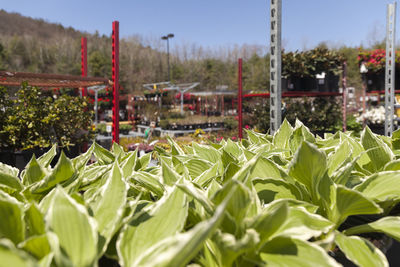 Close-up of plants growing on field against sky
