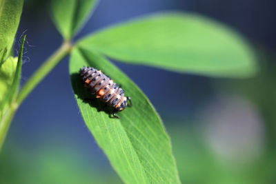 Close-up of insect on leaf