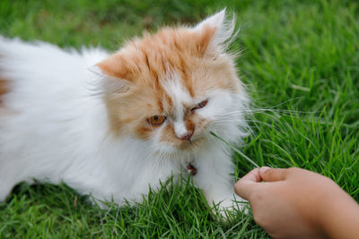 Close-up of hand holding kitten in grass
