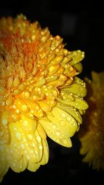 Macro shot of water drops on rose