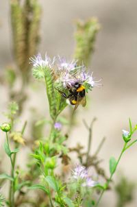 Close-up of bee pollinating on purple flower