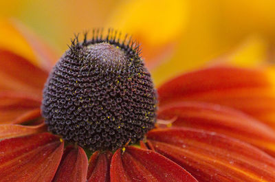Close-up of flower on orange leaf