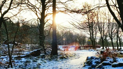 Sun shining through bare trees