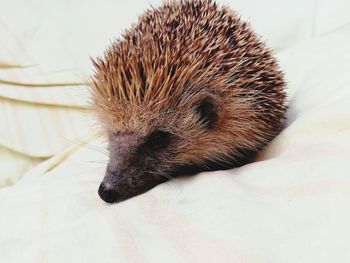 High angle view of a sleeping