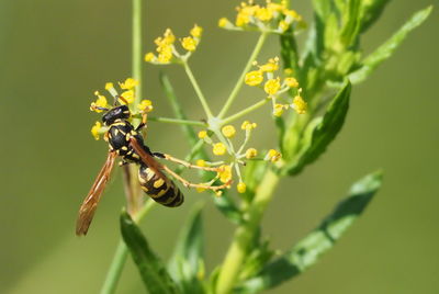 Close-up of bee pollinating on flower
