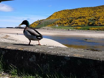 Bird perching on a lake