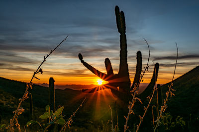 Silhouette saguaro cactus on field against sky during sunset