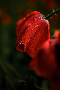 Close-up of red rose flower