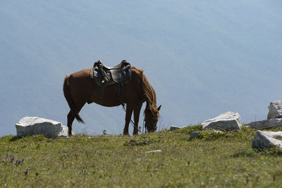 View of horse on rock