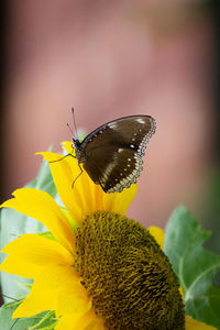 Butterfly pollinating on flower