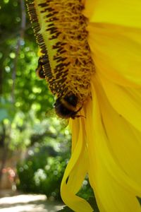 Close-up of bee pollinating flower