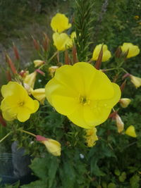 Close-up of yellow flowers blooming outdoors