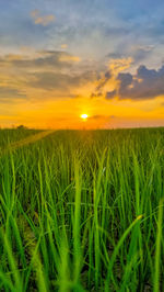 Scenic view of field against sky during sunset