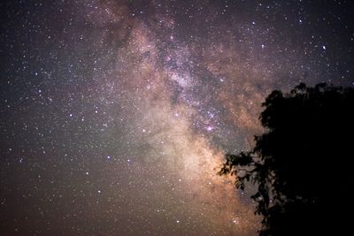 Low angle view of trees against star field at night