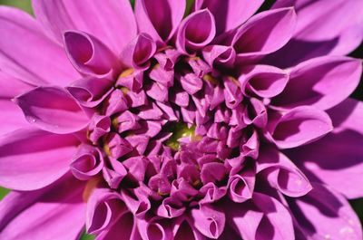 Close-up of pink dahlia