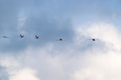 Flock of flamingos in flight