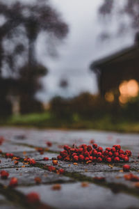 Close-up of berries on footpath