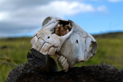 Close-up of animal skull on field