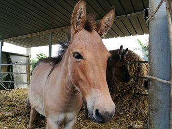 Close-up of horse in stable