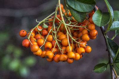 Close-up of fruits on tree