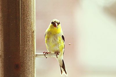 Close-up of bird perching on tree