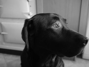 Close-up of labrador