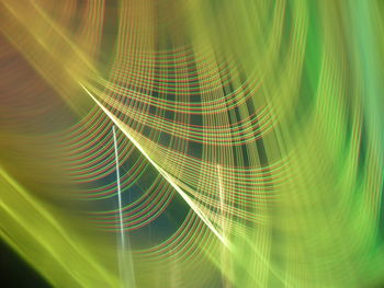 Full frame shot of spider web