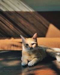 Portrait of a cat on floor at home