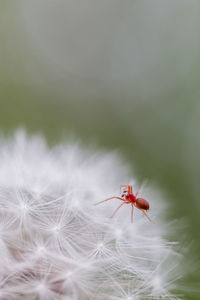 Close-up of red flower