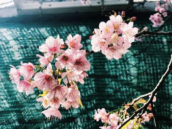 Close-up of pink cherry blossoms in spring