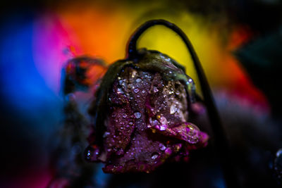 Close-up of water on flower at night