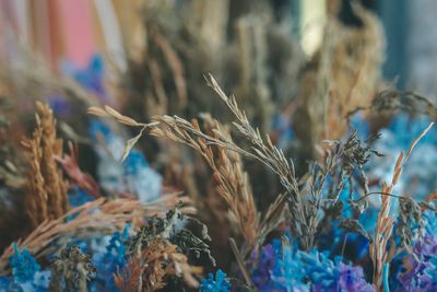 Close-up of dry plants