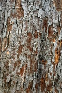 Full frame shot of tree trunk