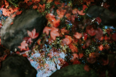 Full frame shot of plants and trees