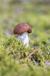 Close-up of mushroom growing on field