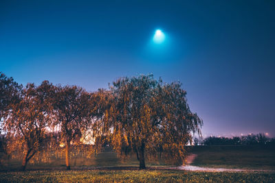 Trees on field against clear sky at night