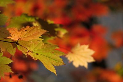 Close-up of maple leaves