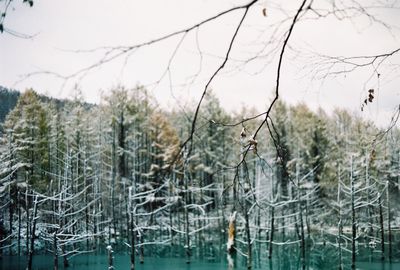 Close-up of bare trees against sky during winter