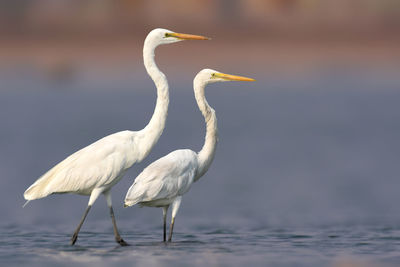 White bird in a water