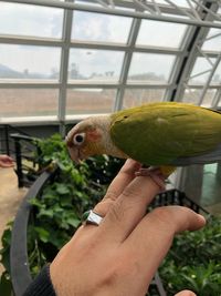 Close-up of a hand holding bird