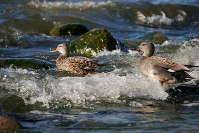 Ducks swimming in lake