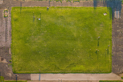 Close-up of green grass