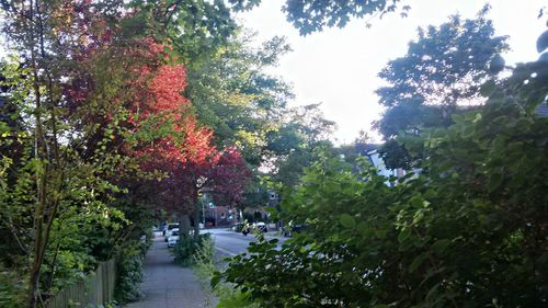 Trees along road