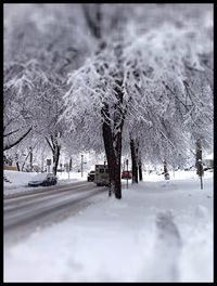 Trees on snow covered landscape