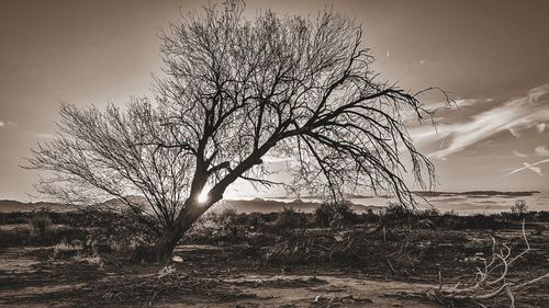 Bare tree against clear sky