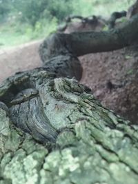 Close-up of insect on tree