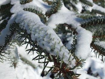 Close-up of frozen tree during winter
